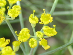 Foeniculum