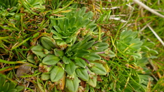 Plantago triantha