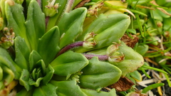 Plantago triantha