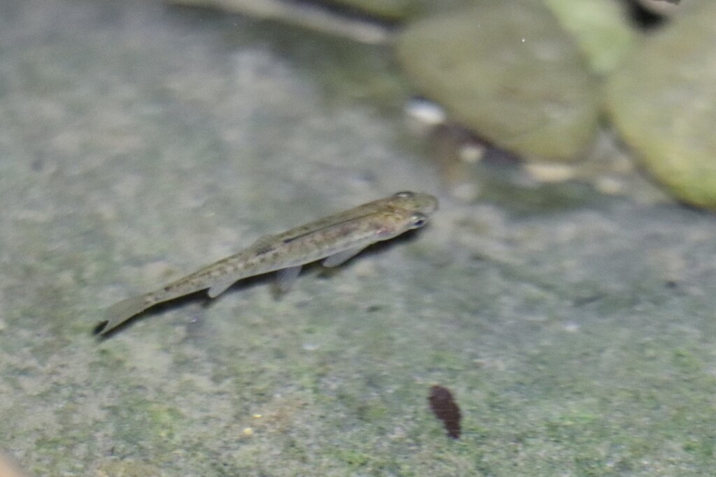 Common minnow (Phoxinus phoxinus) — Cyprinidae