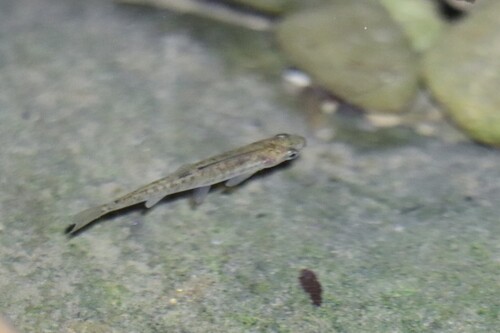 Common minnow (Phoxinus phoxinus) — Cyprinidae