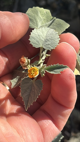 Yellow Indian Mallow (Abutilon malacum)