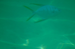 Trachinotus rhodopus
