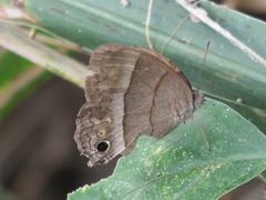 Cissia