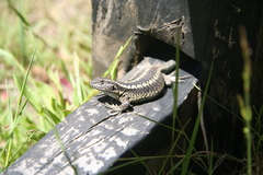 Liolaemus septentrionalis