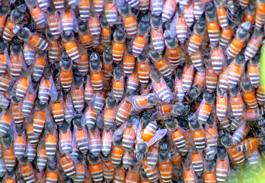 Dwarf Honey Bees