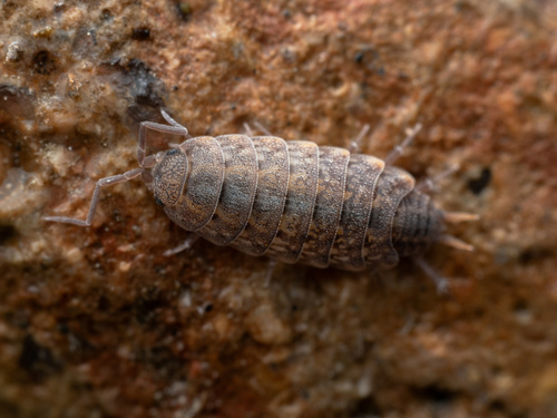 Tiroloscia esterelana