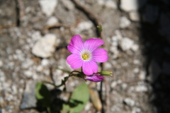 Oxalis arenaria