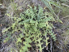 Cirsium fontinale obispoense