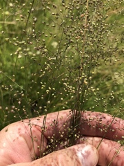 Trichanthecium natalense