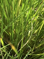 Trichanthecium natalense