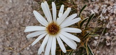 Celmisia hieraciifolia gracilis