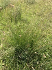 Trichanthecium natalense