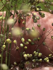 Trichanthecium natalense