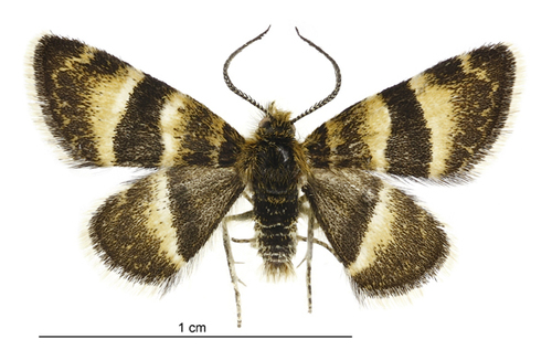 Notoreas ortholeuca