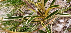 Celmisia hieraciifolia gracilis