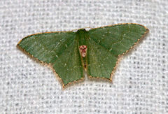 Hemithea marina