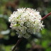 Eriogonum parvifolium - Photo (c) Matthew Salkiewicz, μερικά δικαιώματα διατηρούνται (CC BY-NC), uploaded by Matthew Salkiewicz