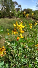 Crotalaria vitellina