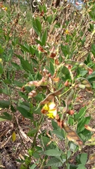 Crotalaria vitellina