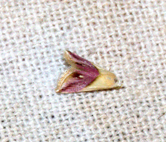 Eublemma cochylioides