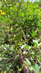 Crotalaria vitellina