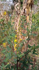 Crotalaria vitellina