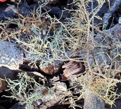 Usnea cornuta