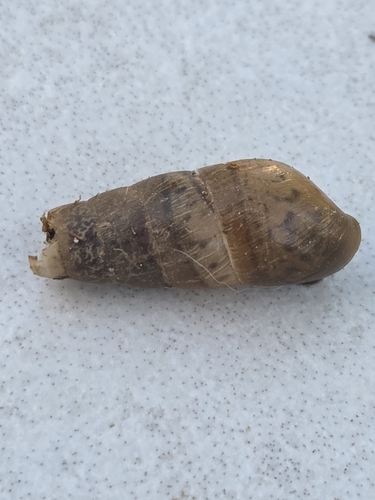 Rumina decollata