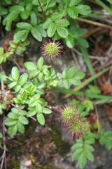 Acaena ovalifolia