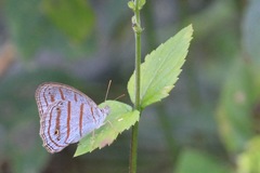 Cepheuptychia glaucina