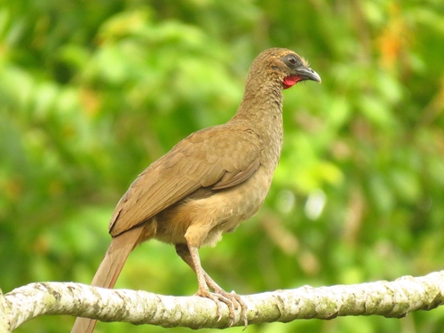 Buff-browed Chachalaca