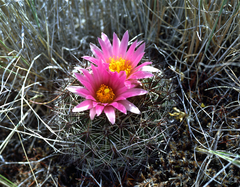 Pediocactus nigrispinus