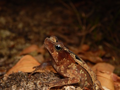 Rhinella sternosignata