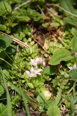 Lysimachia buxifolia