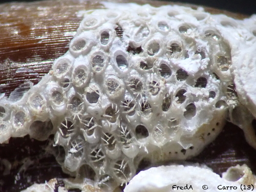 Corbulella