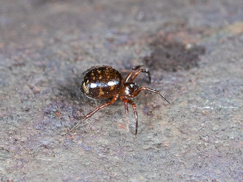 Ant-Tiger Spider