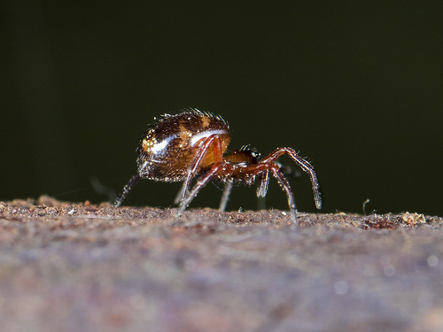 Ant-Tiger Spider