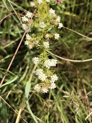 Selago densiflora
