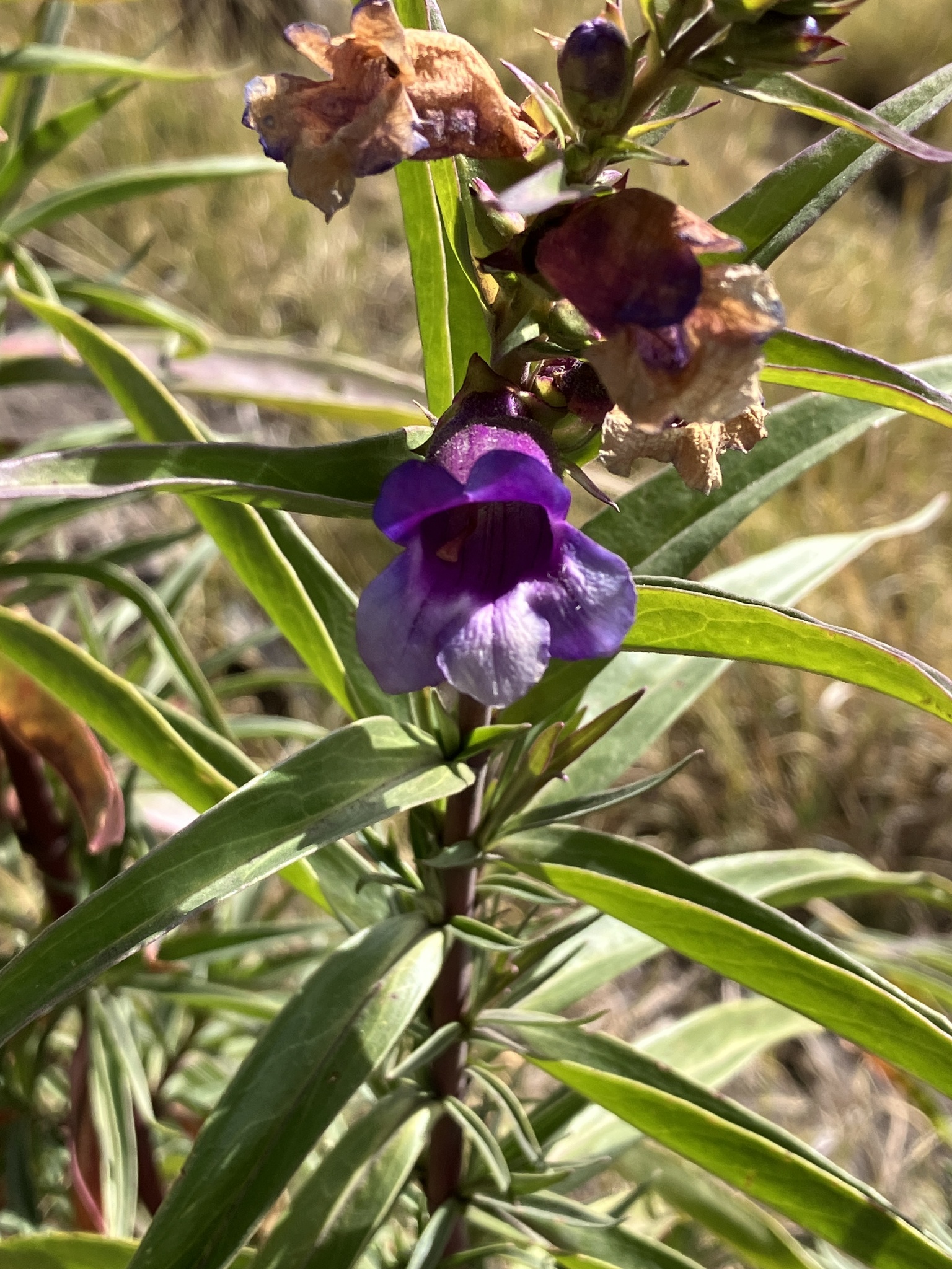 Flor de la barba de gentiana