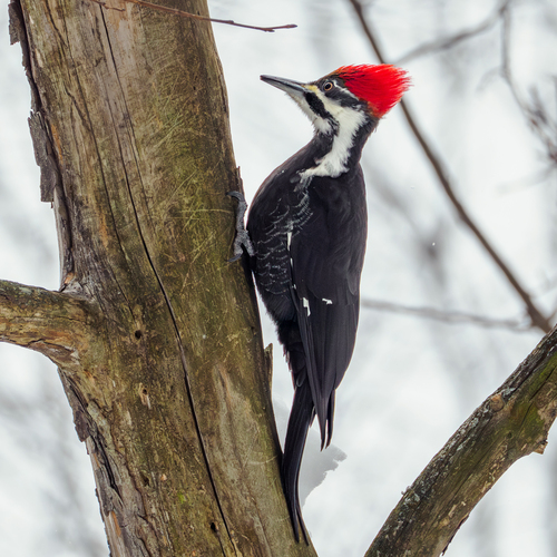 Pileated Woodpecker photographed in Ohio