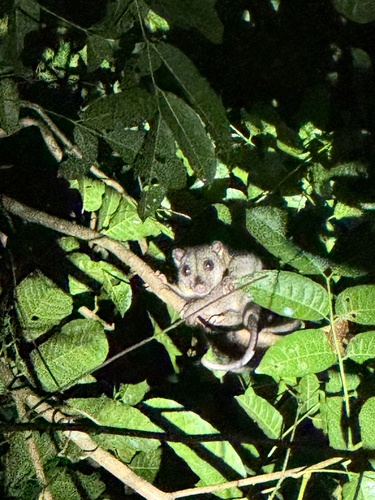 Phalanger orientalis