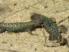 Sceloporus occidentalis