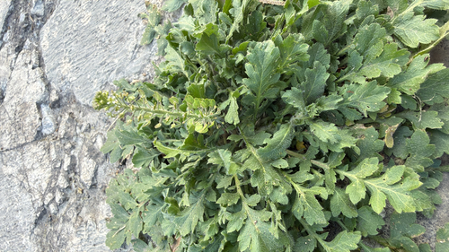 Southern pepperweed (Lepidium austrinum)