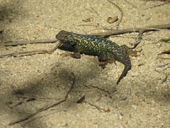 Sceloporus occidentalis