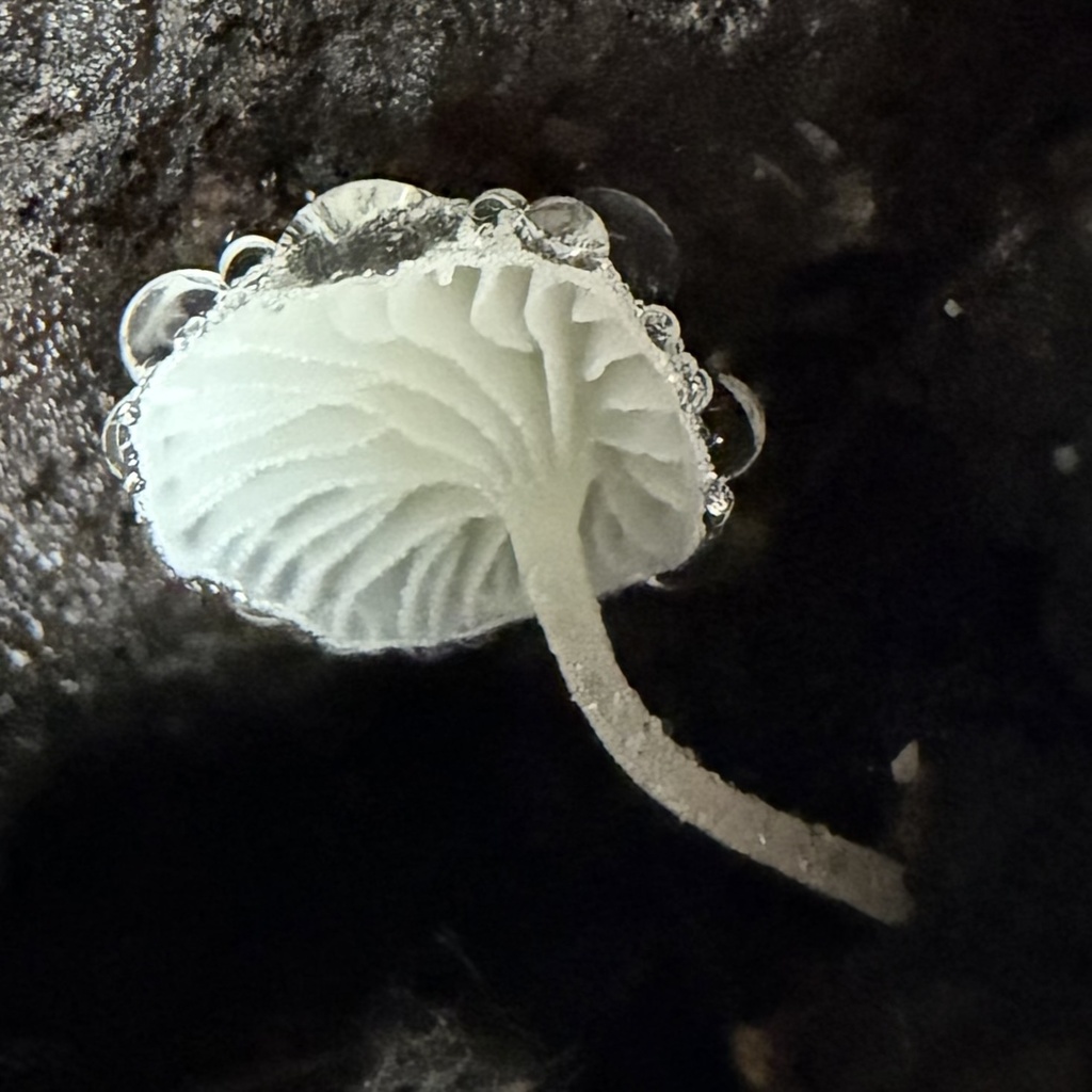 Hemimycena cephalotricha · January 2026 · photo: © lucian_clanet (iNaturalist, cc-by)