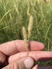 Setaria sphacelata torta
