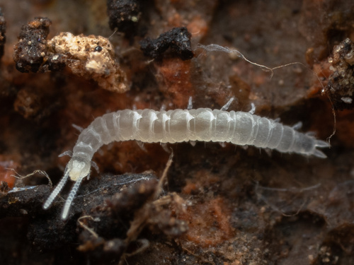 Scolopendrella notacantha
