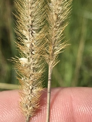 Setaria sphacelata torta