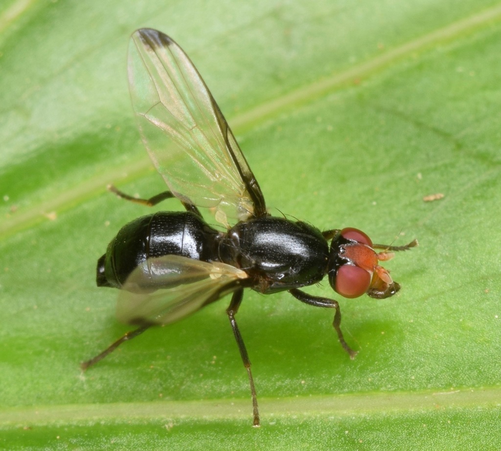 Seioptera colon
